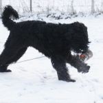 Balu2