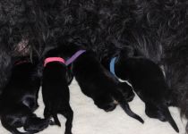 Romina Babies 2