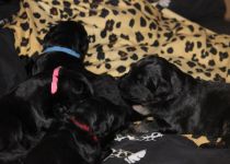 Rominas Babies 12.4.15 1