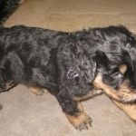 Z-Wurf-Huendin-black-tan