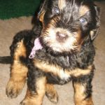 Z-Wurf-Huendin-black-tan1