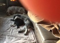 russischer-schwarzer-terrier-ben-und-freunde-schlafen
