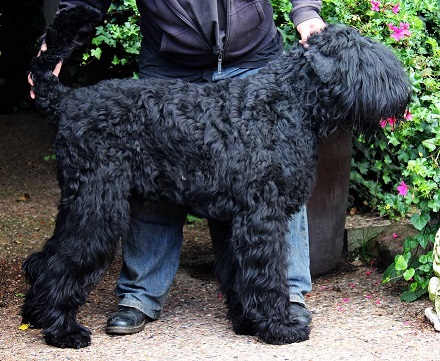 Deckrüde-russischer-schwarzer-terrier