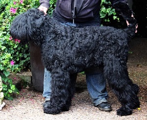 zuchtrüde-russischer-schwarzer-terrier