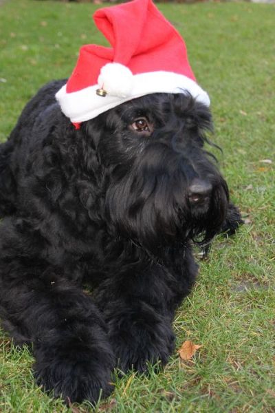 schwarzer-russischer-terrier-weihnachten