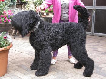 schwarzer russischer Terrier Rüde